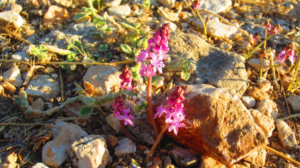 Tlos_Herbst-Blaustern