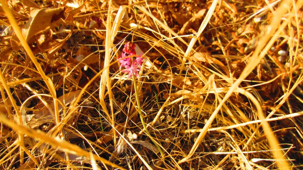 Tlos_Herbst-Blaustern