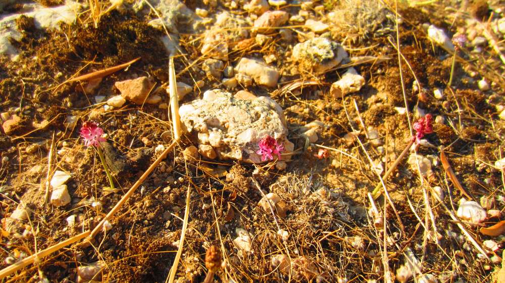 Tlos_Herbst-Blaustern