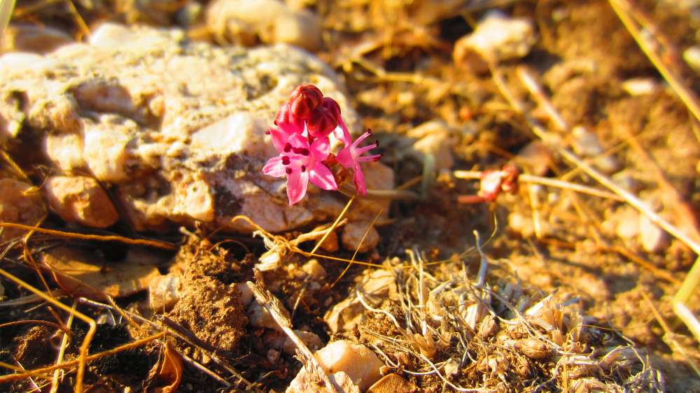 Tlos_Herbst-Blaustern
