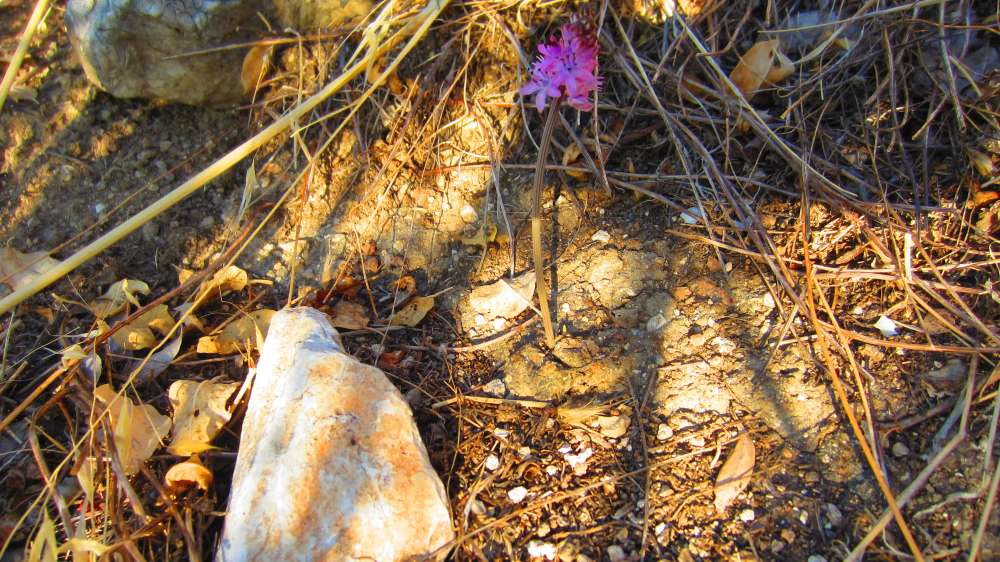 Tlos_Herbst-Blaustern