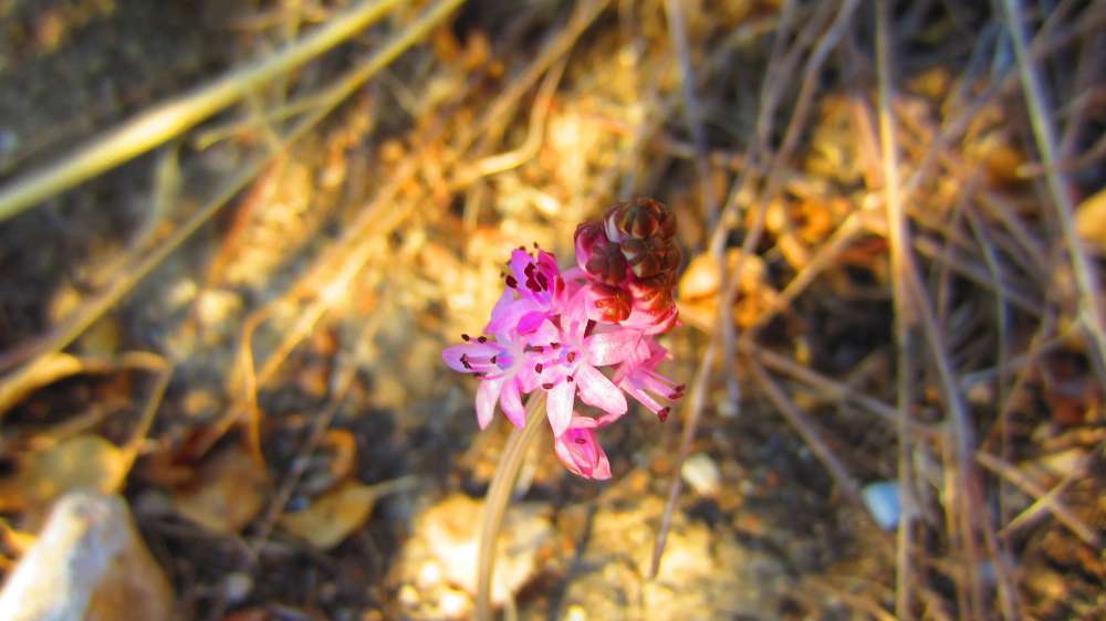 Tlos_Herbst-Blaustern