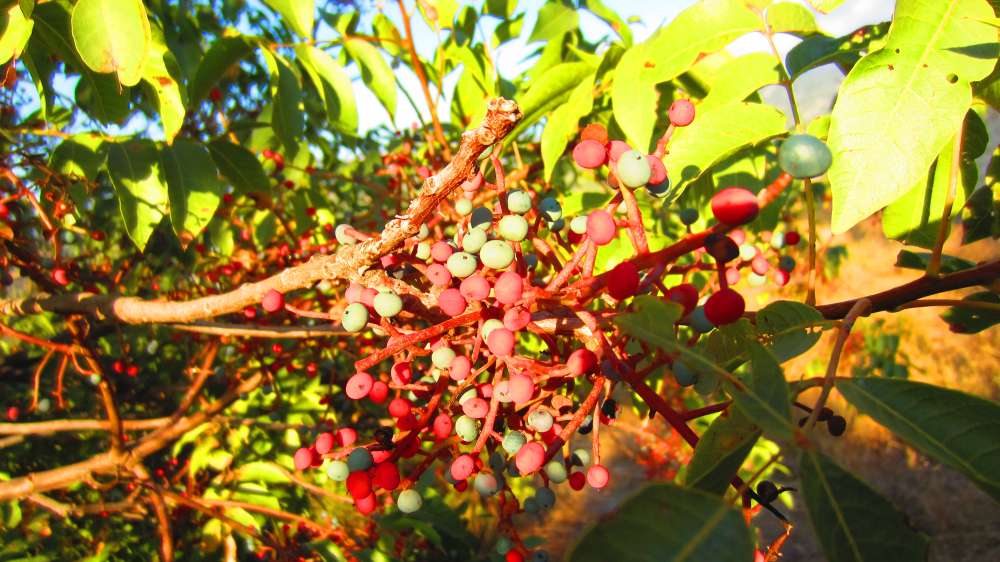 Tlos_Herbst-Blaustern