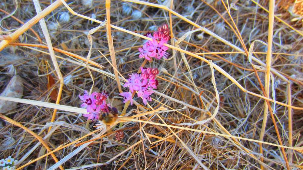 Tlos_Herbst-Blaustern