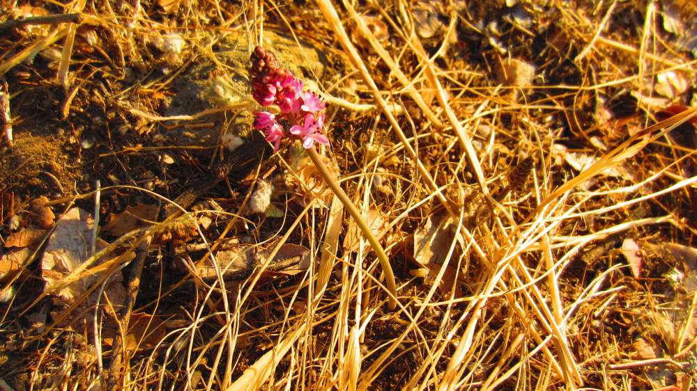 Tlos_Herbst-Blaustern