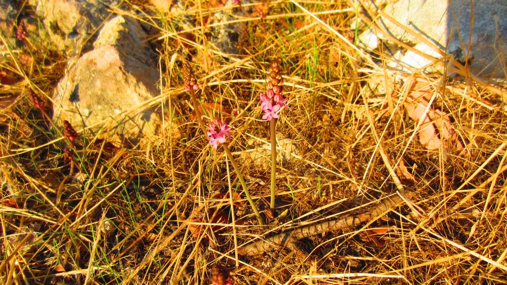 Tlos_Herbst-Blaustern