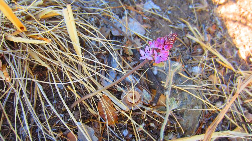Tlos_Herbst-Blaustern