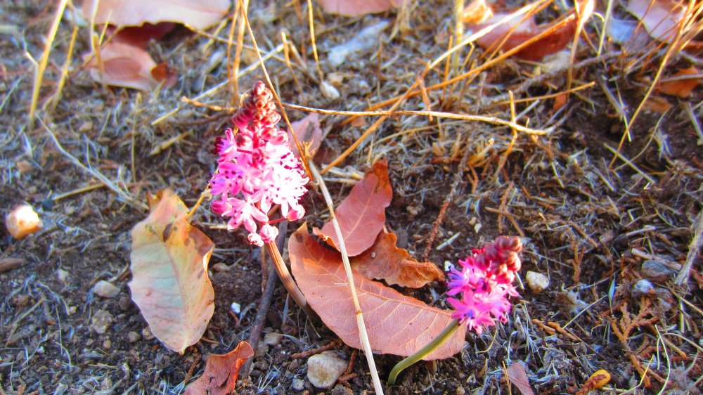 Tlos_Herbst-Blaustern