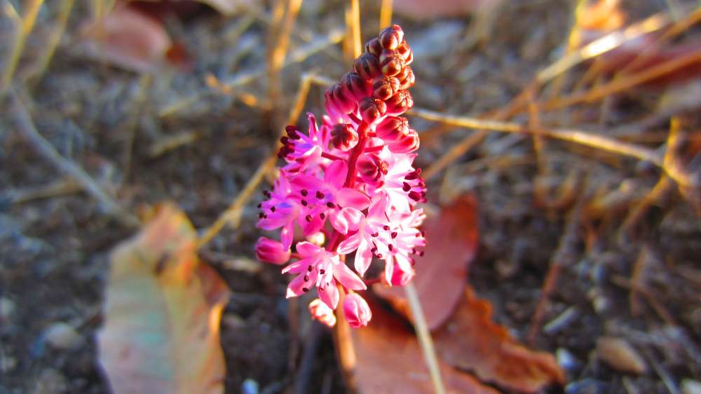 Tlos_Herbst-Blaustern