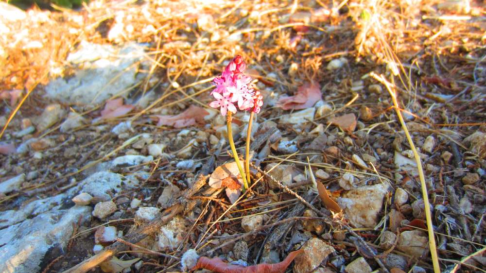 Tlos_Herbst-Blaustern