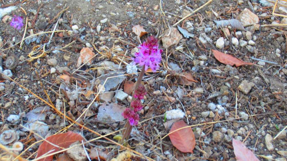 Tlos_Herbst-Blaustern