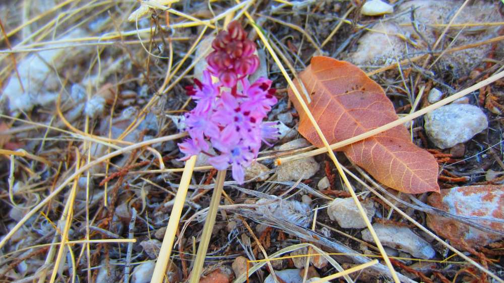 Tlos_Herbst-Blaustern