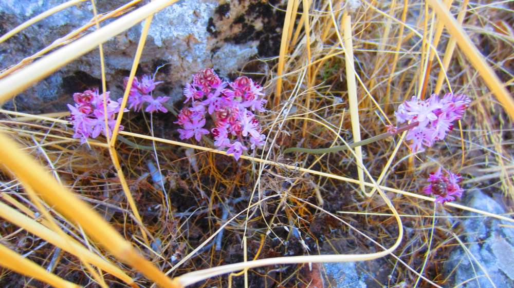 Tlos_Herbst-Blaustern