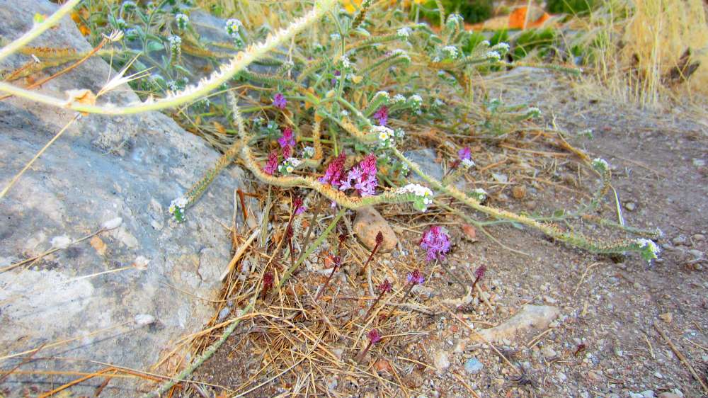 Tlos_Sonnenwendchen_und_Herbst-Blaustern