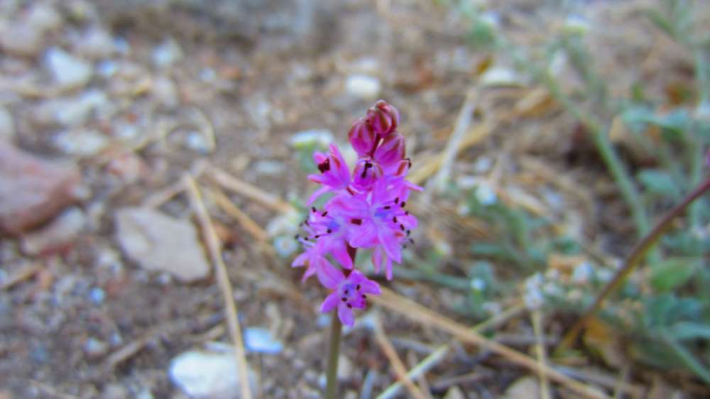 Tlos_Herbst-Blaustern