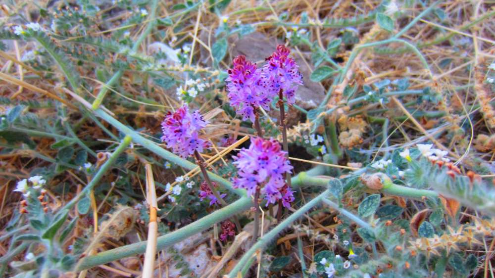Tlos_Herbst-Blaustern