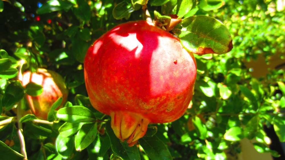 DanLin_Granatapfel