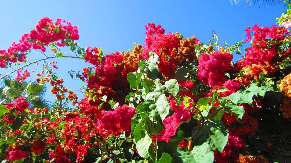 DanLin_Bougainvilla
