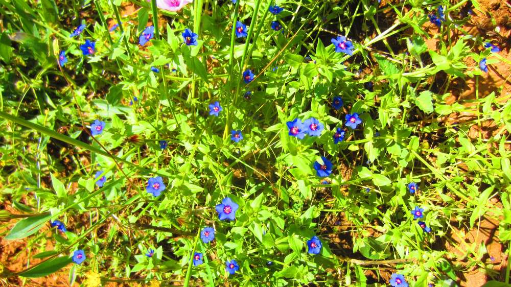 Anghelu_Ruju_Blueten_blau