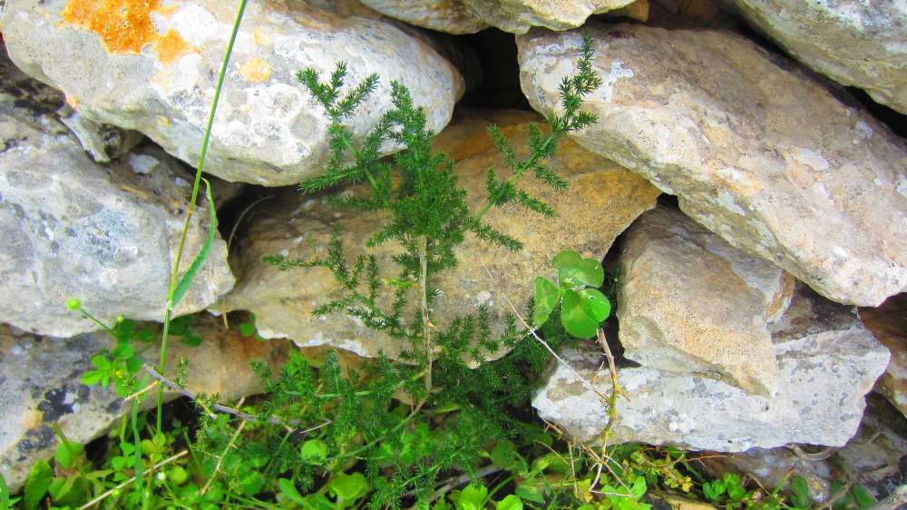 NurathenTal_Asparagus