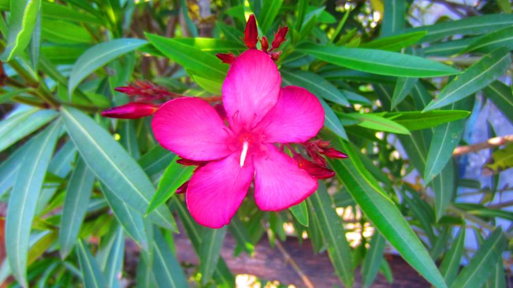 Piaggetta_Oleander