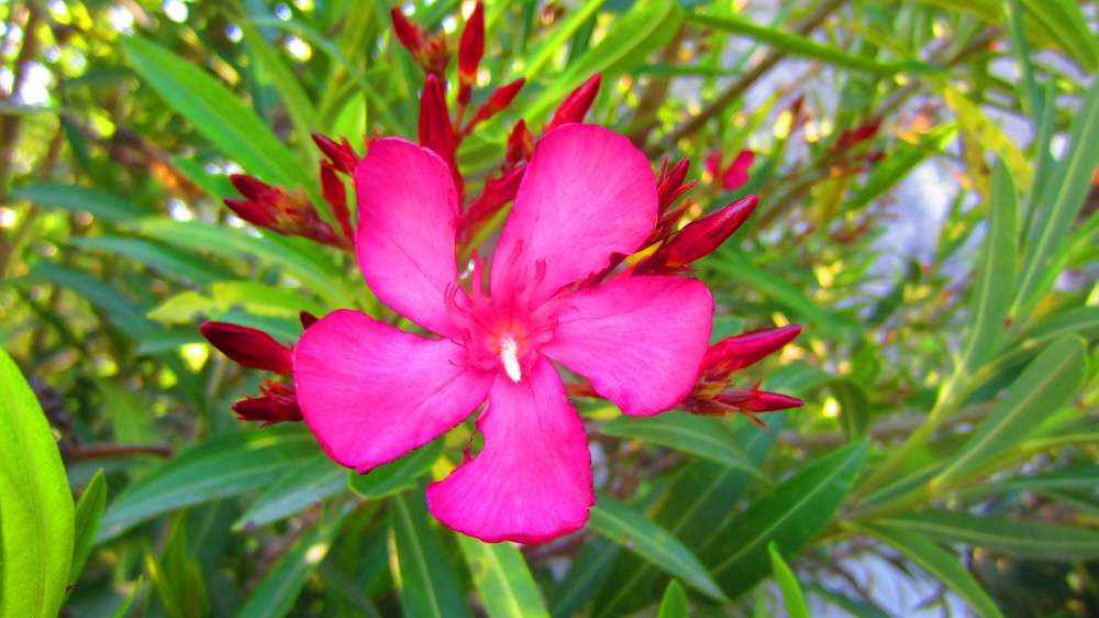Piaggetta_Oleander