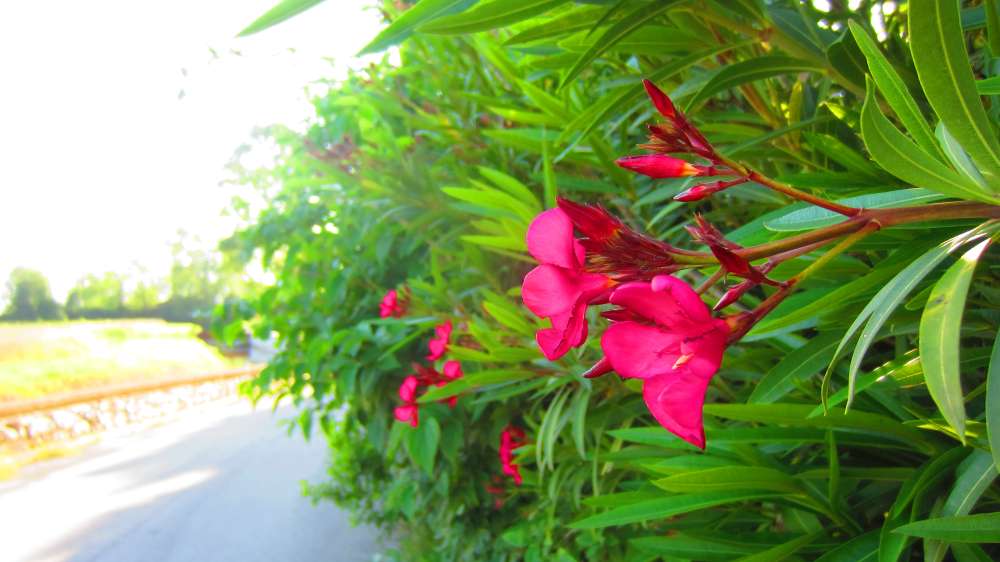 Piaggetta_Oleander