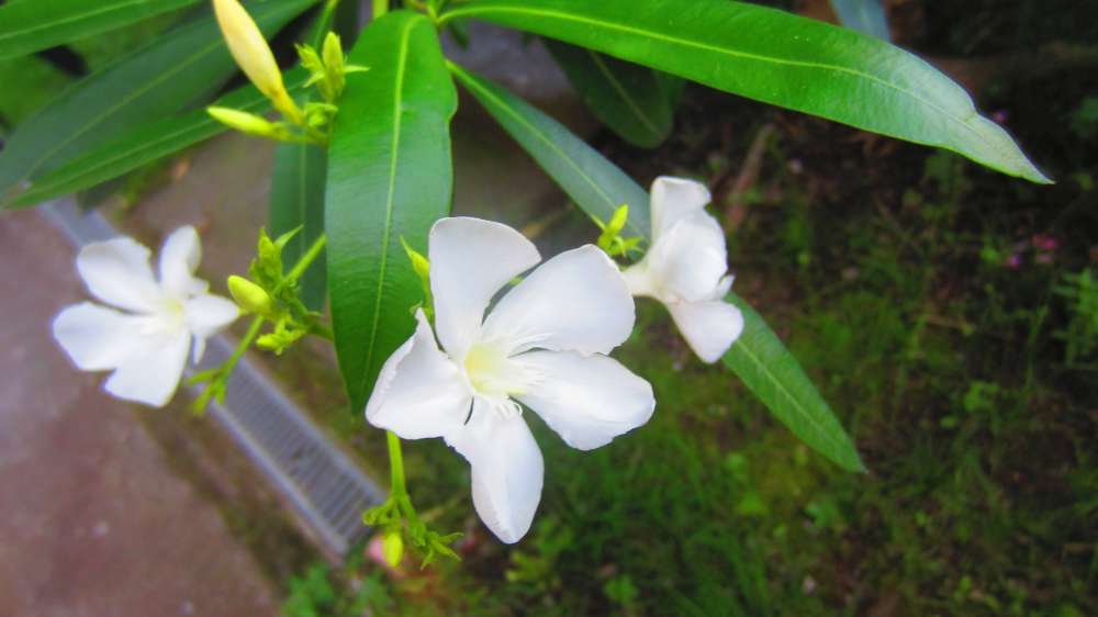 Piaggetta_Oleander