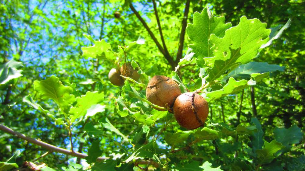 Sarteano_Pianacce_Eicheln