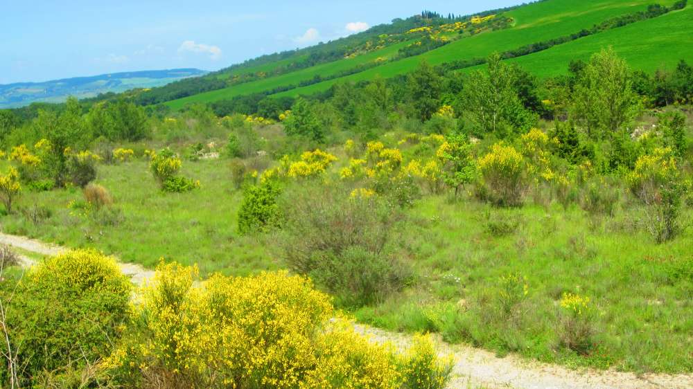 Crete_Senesi_Formone