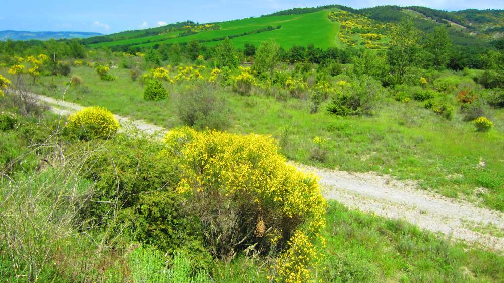 Crete_Senesi_Formone