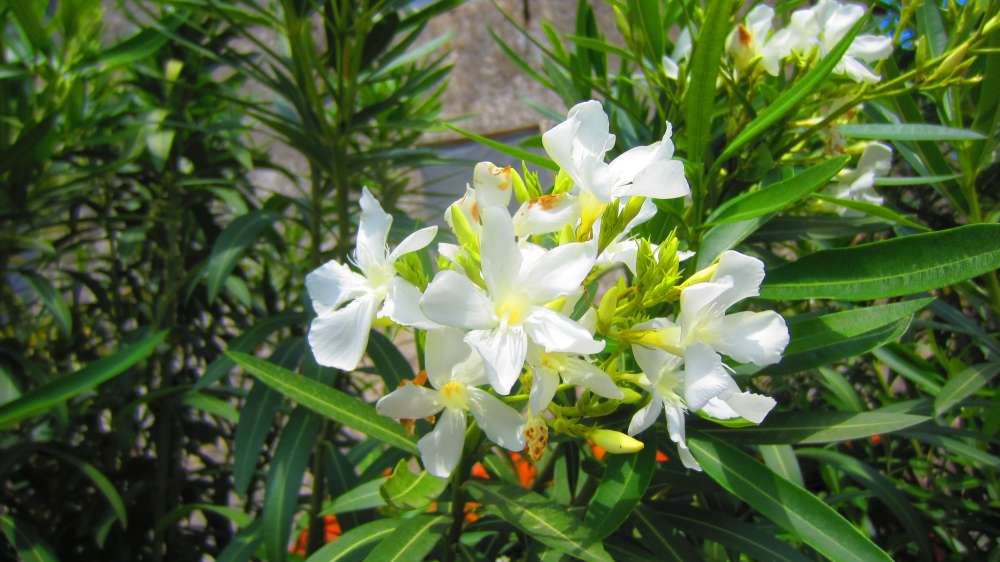 Oleander_weiss