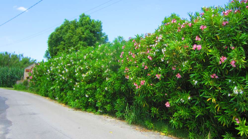 Oleander_Hecke