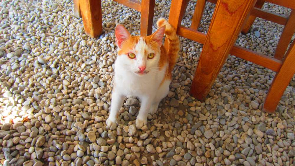 Restaurant_Can_Katze