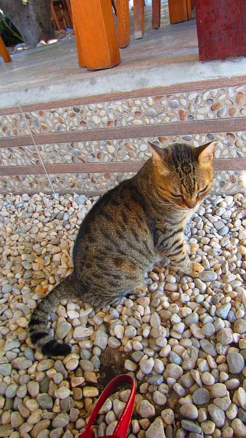 Restaurant_Can_Katze