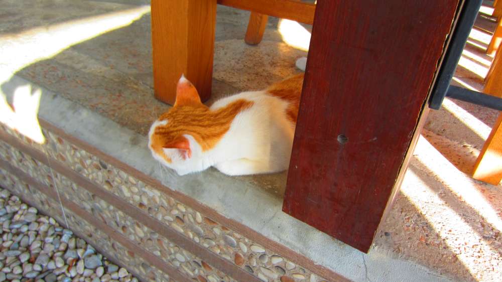 Restaurant_Can_Katze