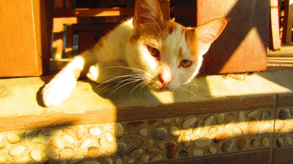 Restaurant_Can_Katze