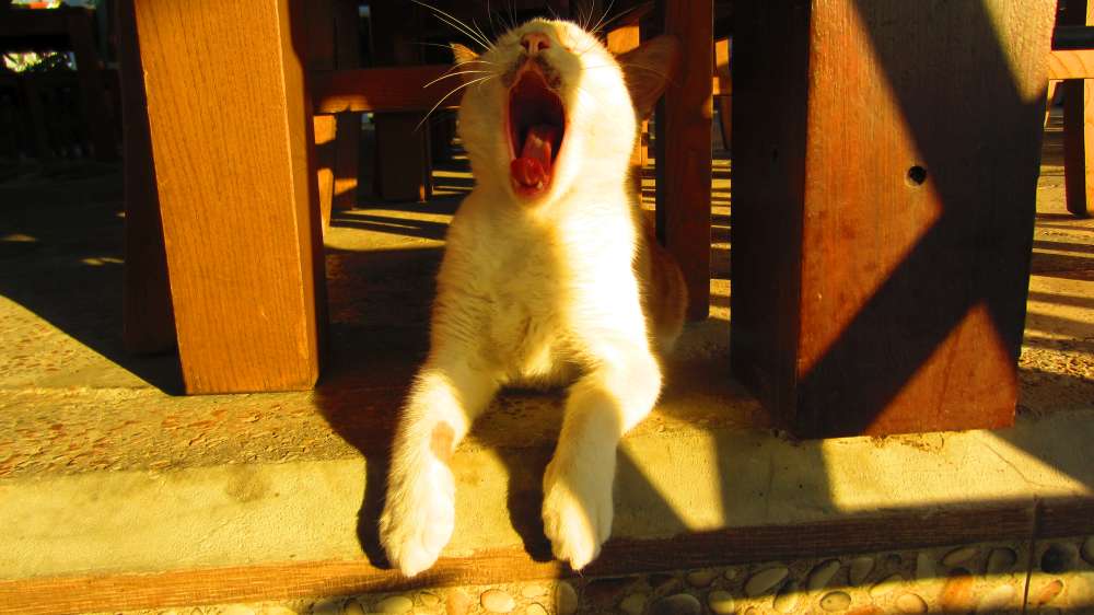 Restaurant_Can_Katze