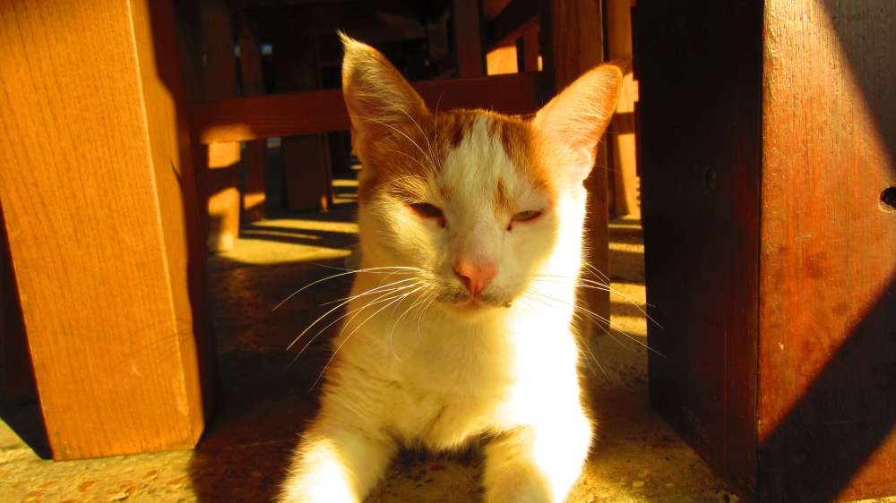 Restaurant_Can_Katze