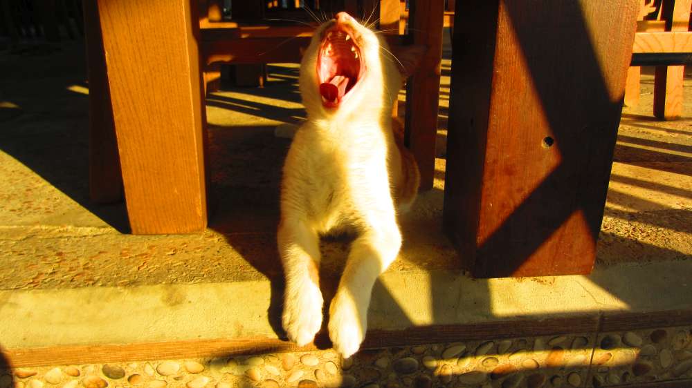 Restaurant_Can_Katze