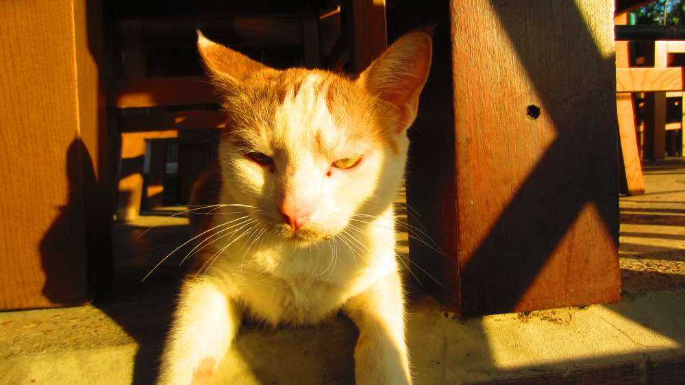 Restaurant_Can_Katze