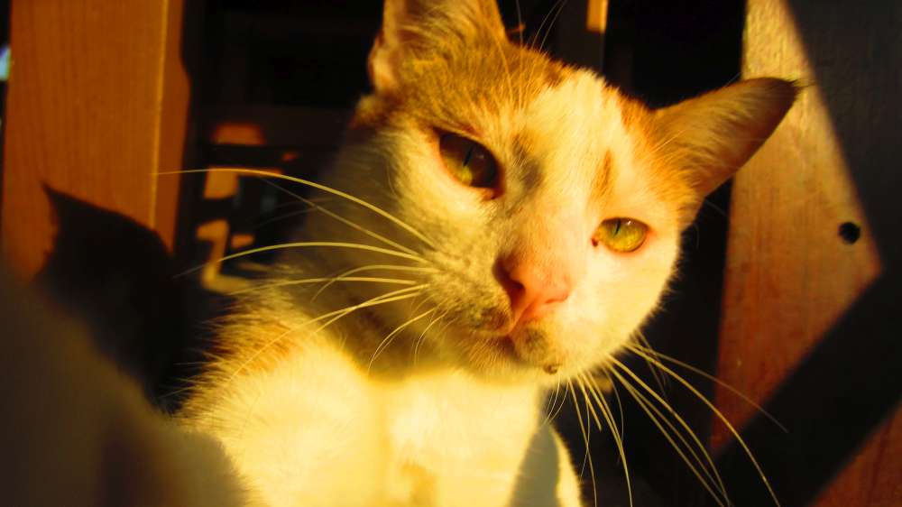 Restaurant_Can_Katze