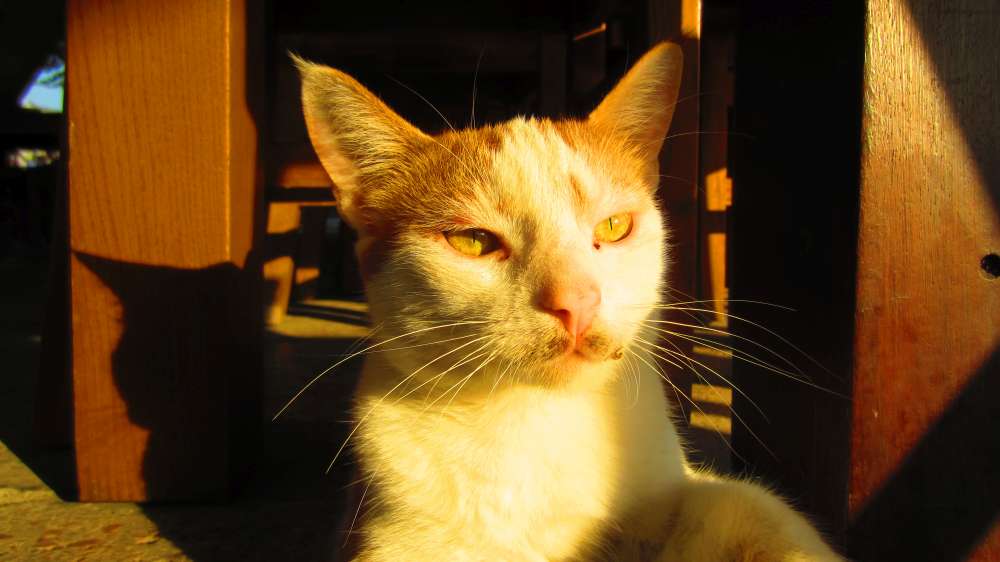 Restaurant_Can_Katze