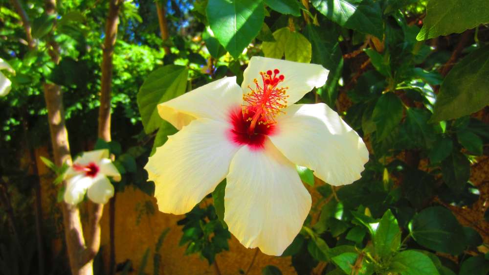 Hibiskus