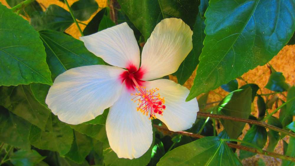 Hibiskus