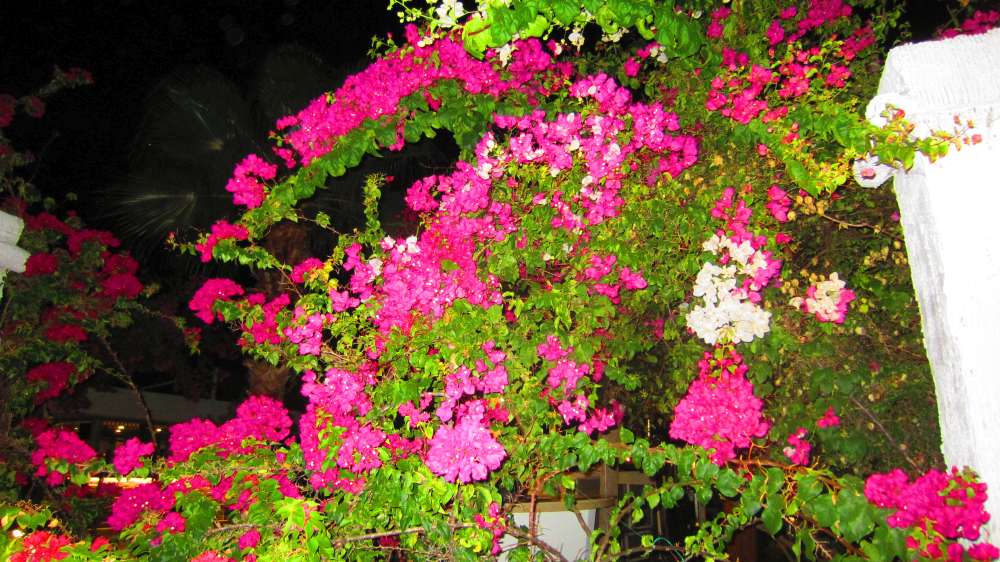 Bougainvilla