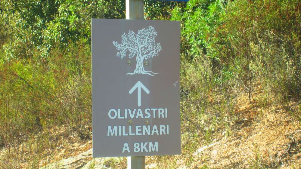 Olivastri_Millinari_Schild