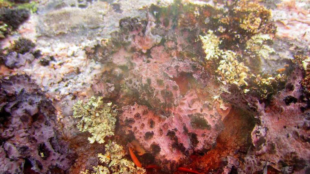 Dolmen_Ciuledda_Flechte