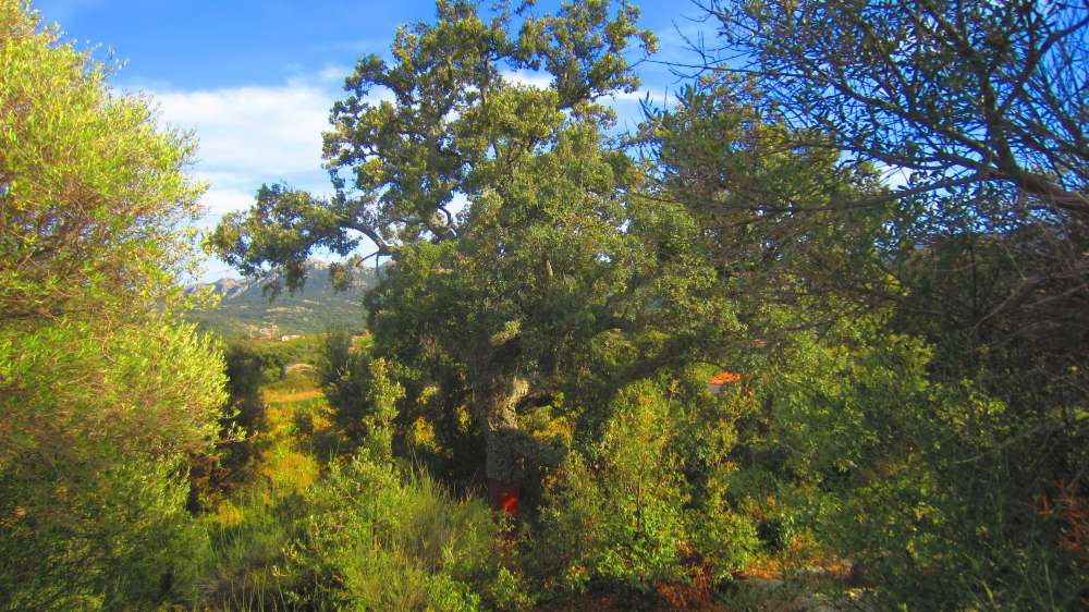 Dolmen_Ciuledda_Korkeiche