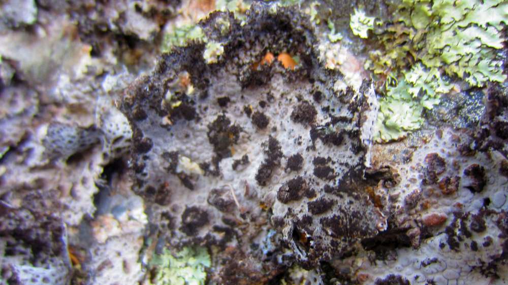 Dolmen_Ciuledda_Flechte